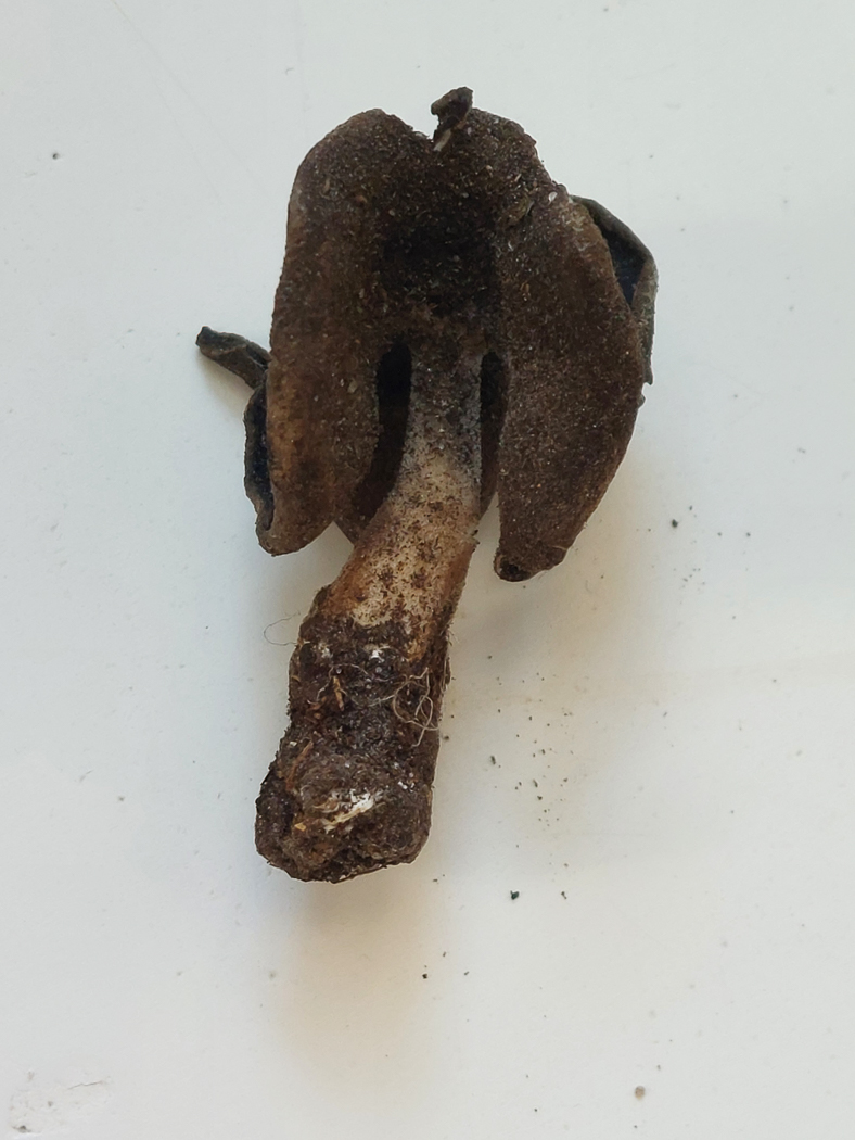 Photo © Jesper Launder Helvella cf. pezizoides by Jesper Launder